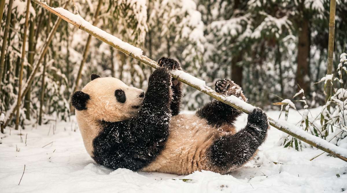 麻豆视频今日推荐熊猫视频